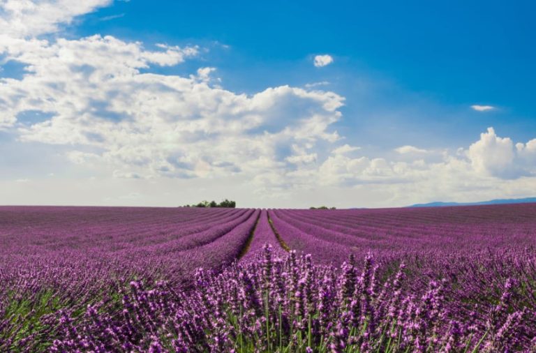 Lavender Farms in NJ – Ultimate harbor To Enjoy Calmness