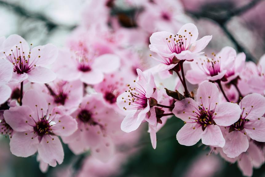 cherry blossom festival details