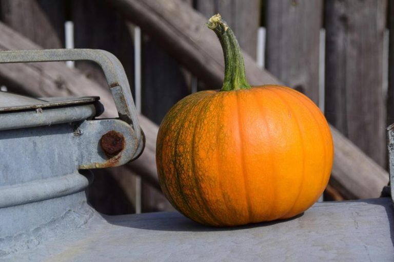 8 Best Pumpkin Picking Farms in New Jersey